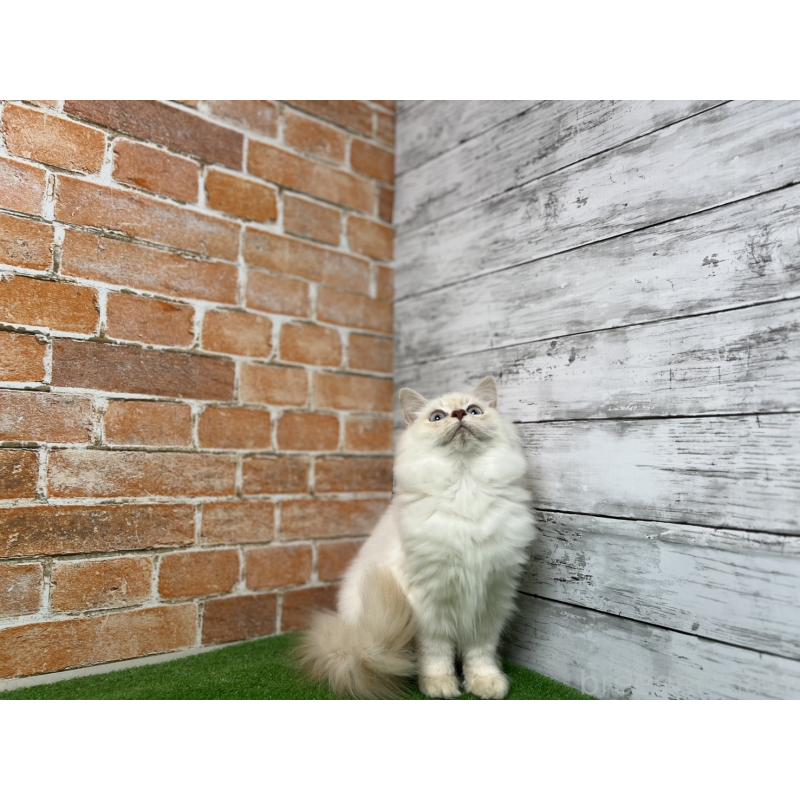 販売中の愛知県のサイベリアン-132642の15枚目