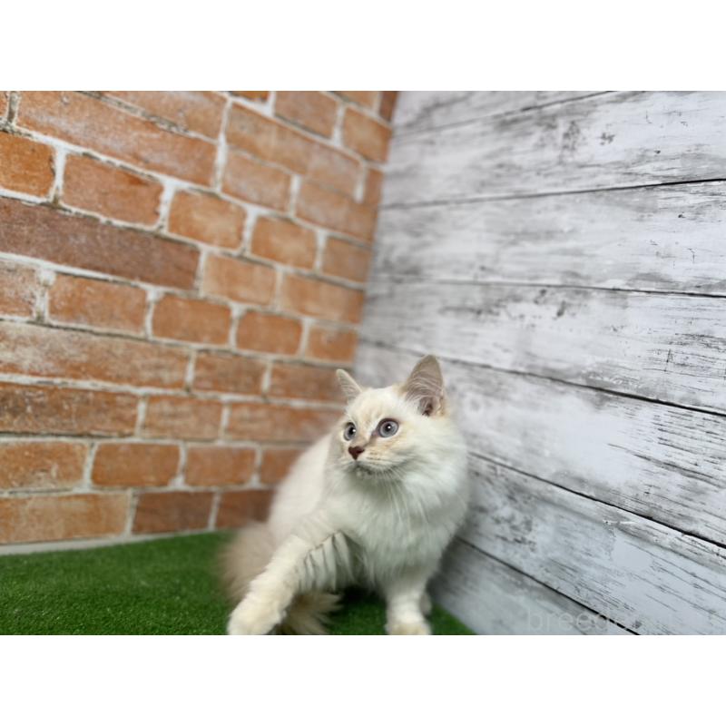 販売中の愛知県のサイベリアン-132642の14枚目