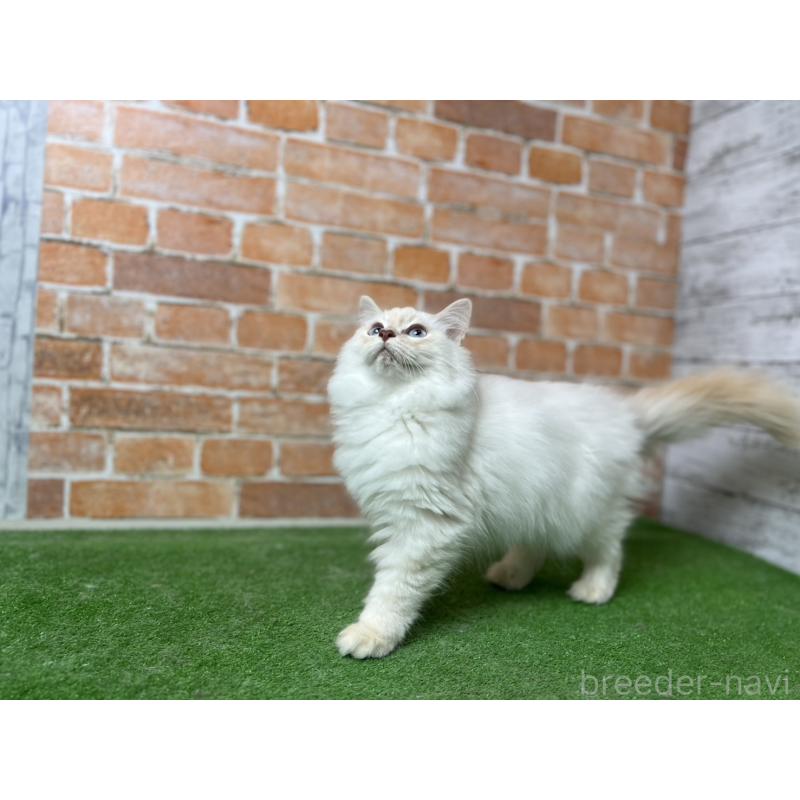 販売中の愛知県のサイベリアン-132642の13枚目