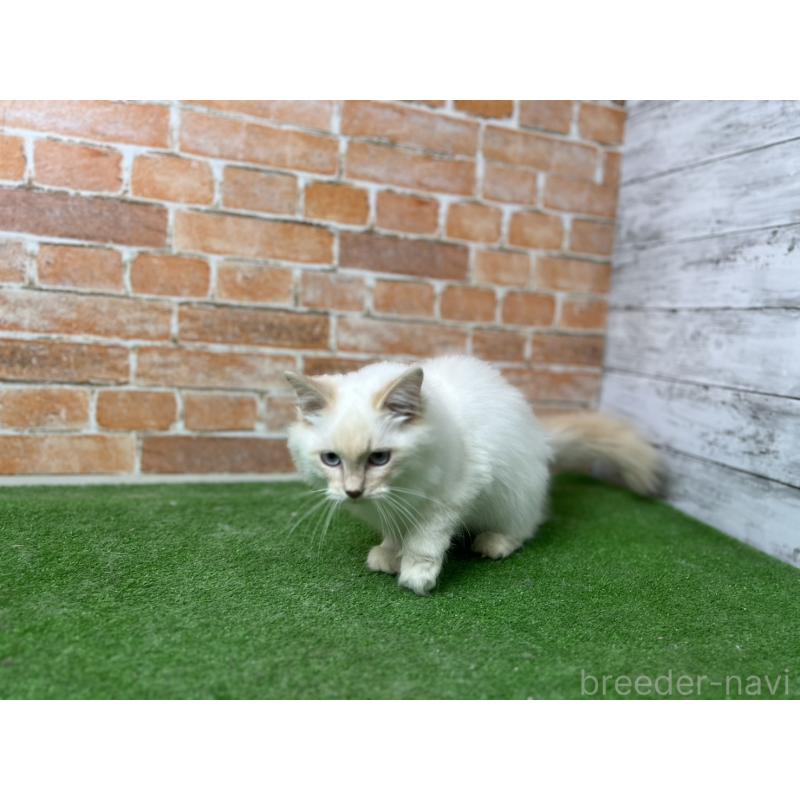 販売中の愛知県のサイベリアン-132642の12枚目