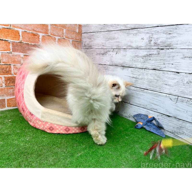 販売中の愛知県のサイベリアン-132642の11枚目