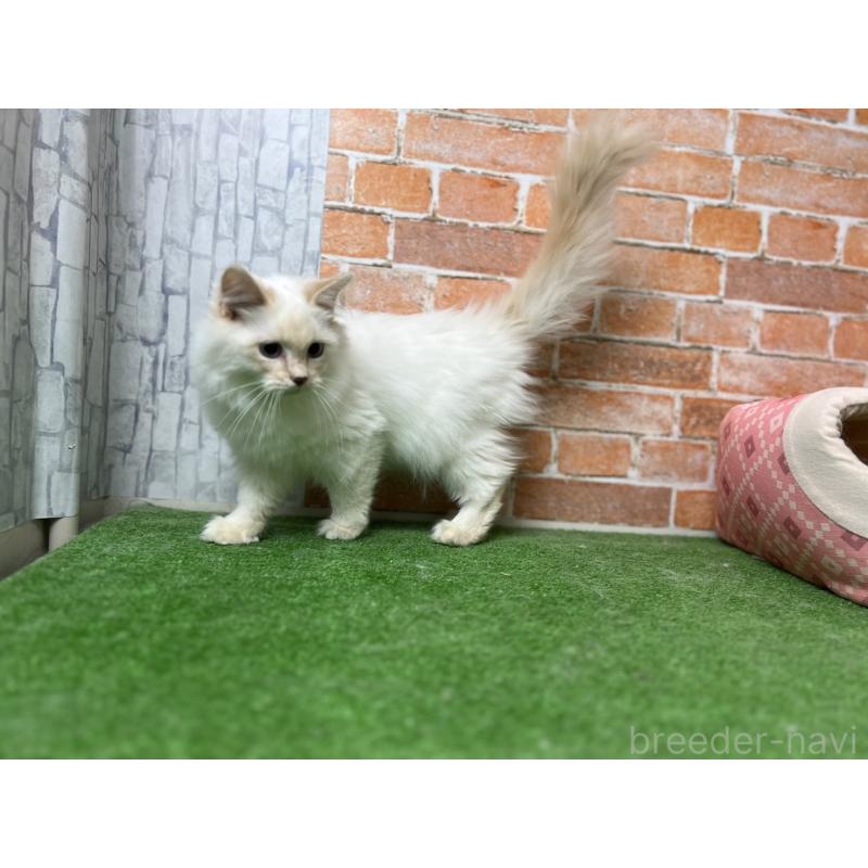 販売中の愛知県のサイベリアン-132642の10枚目