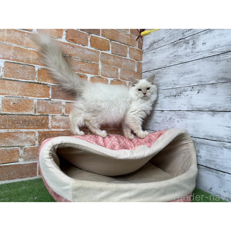 販売中の愛知県のサイベリアン-132642の9枚目