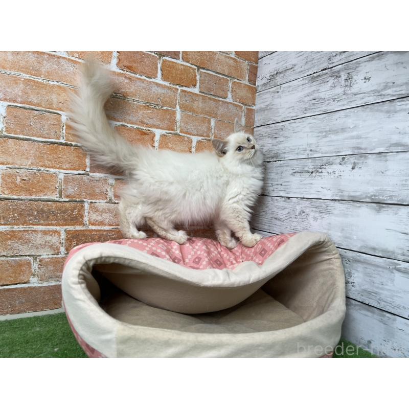 販売中の愛知県のサイベリアン-132642の8枚目