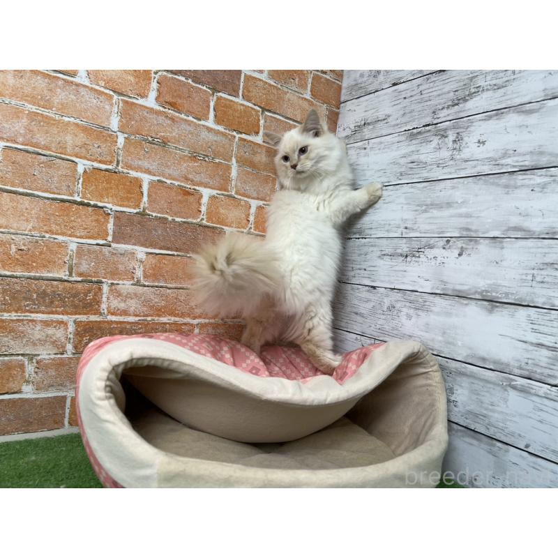 販売中の愛知県のサイベリアン-132642の7枚目