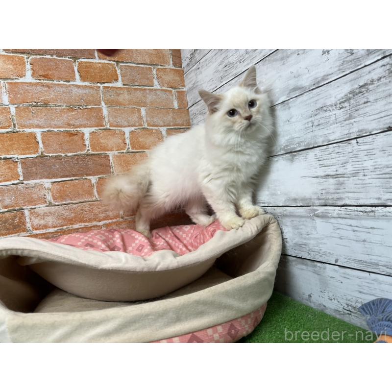 販売中の愛知県のサイベリアン-132642の6枚目