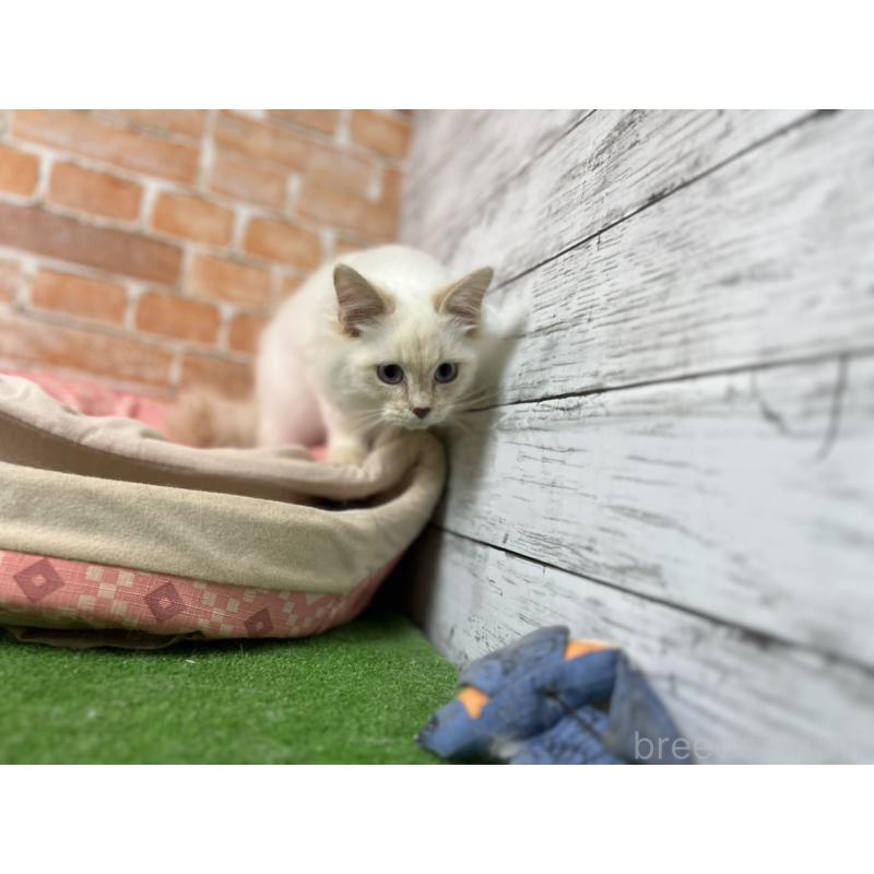 販売中の愛知県のサイベリアン-132642の5枚目