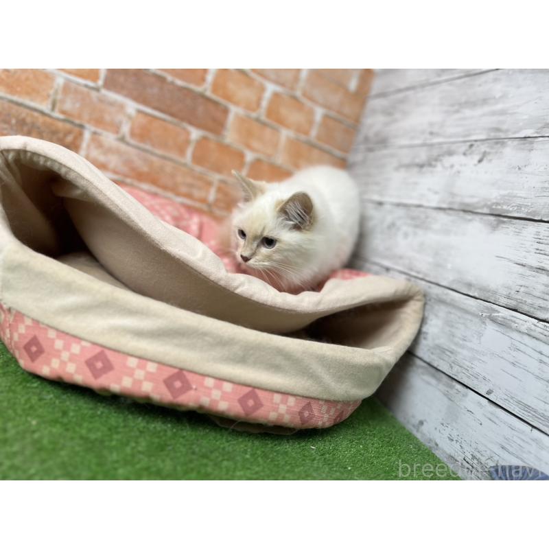 販売中の愛知県のサイベリアン-132642の4枚目