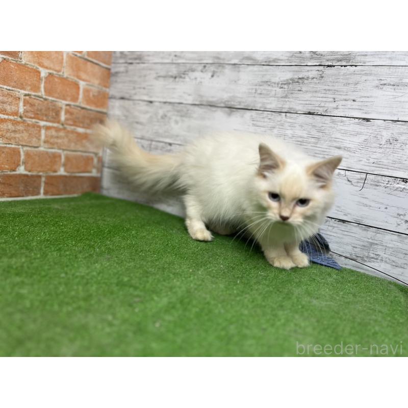 販売中の愛知県のサイベリアン-132642の3枚目