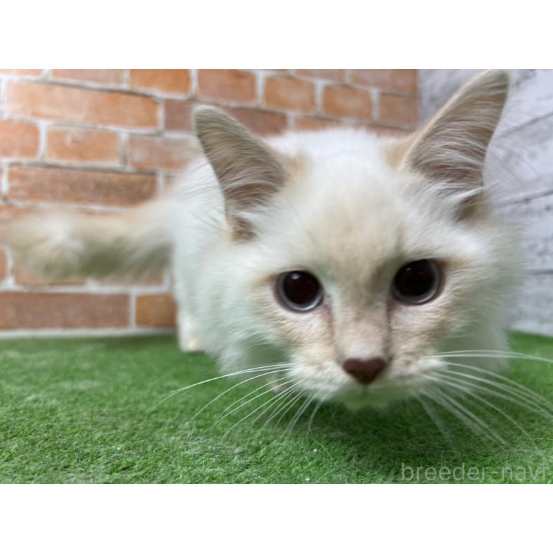 販売中の愛知県のサイベリアン-132642の2枚目