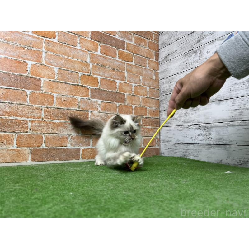 販売中の愛知県のサイベリアン-132643の20枚目