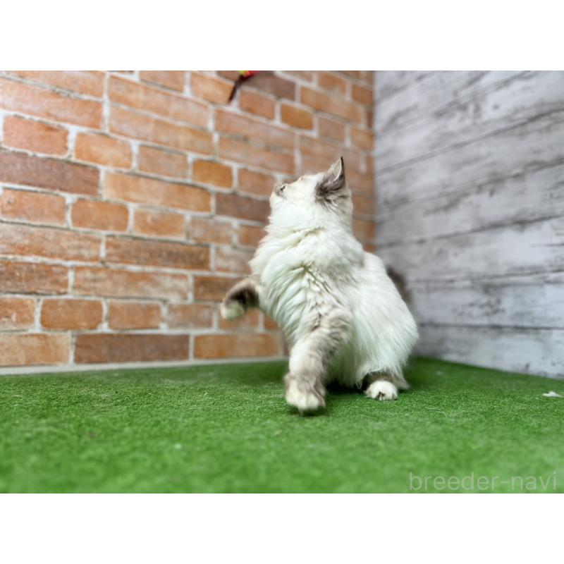 販売中の愛知県のサイベリアン-132643の19枚目