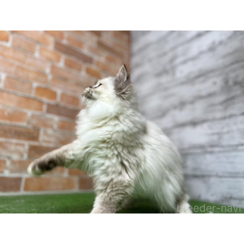 販売中の愛知県のサイベリアン-132643の18枚目