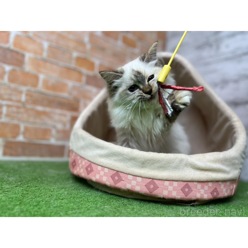 販売中の愛知県のサイベリアン-132643の17枚目