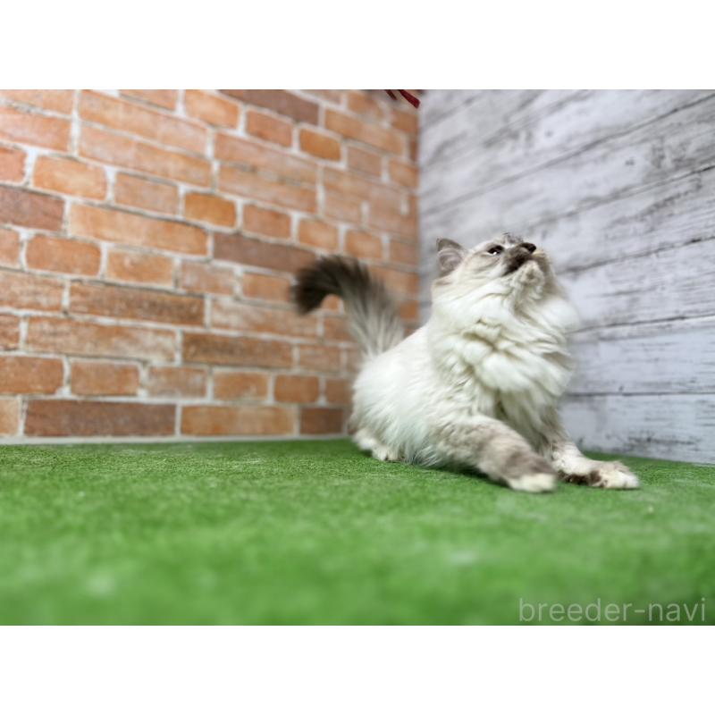 販売中の愛知県のサイベリアン-132643の16枚目