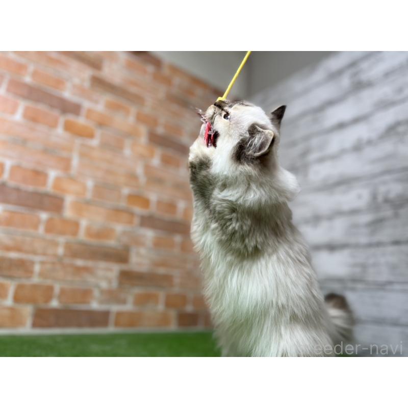 販売中の愛知県のサイベリアン-132643の15枚目