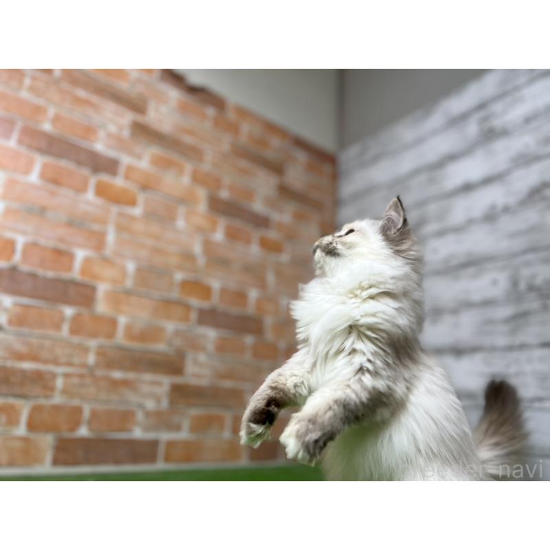 販売中の愛知県のサイベリアン-132643の14枚目