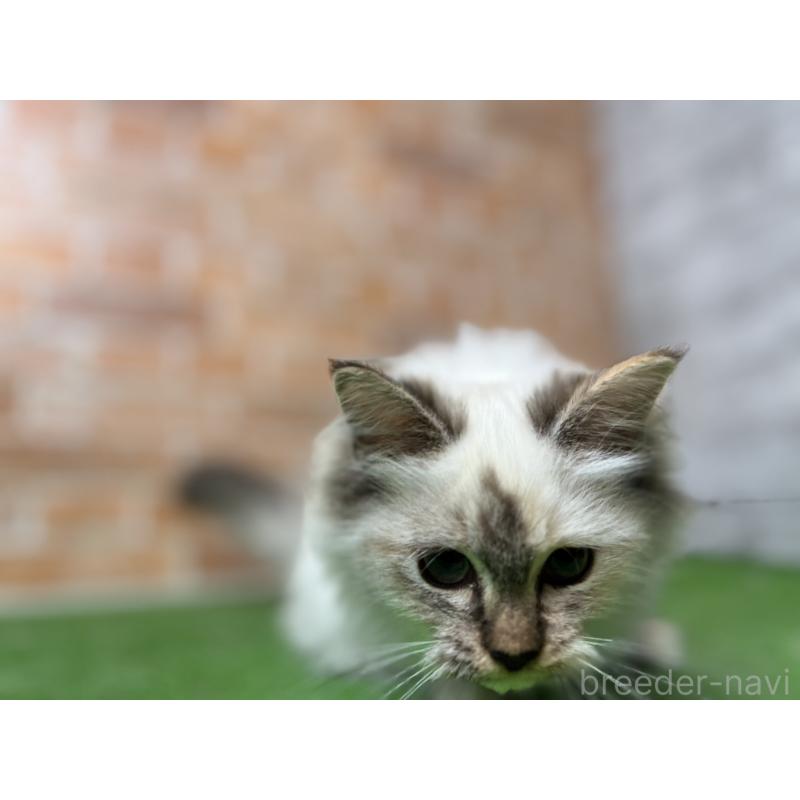 販売中の愛知県のサイベリアン-132643の13枚目