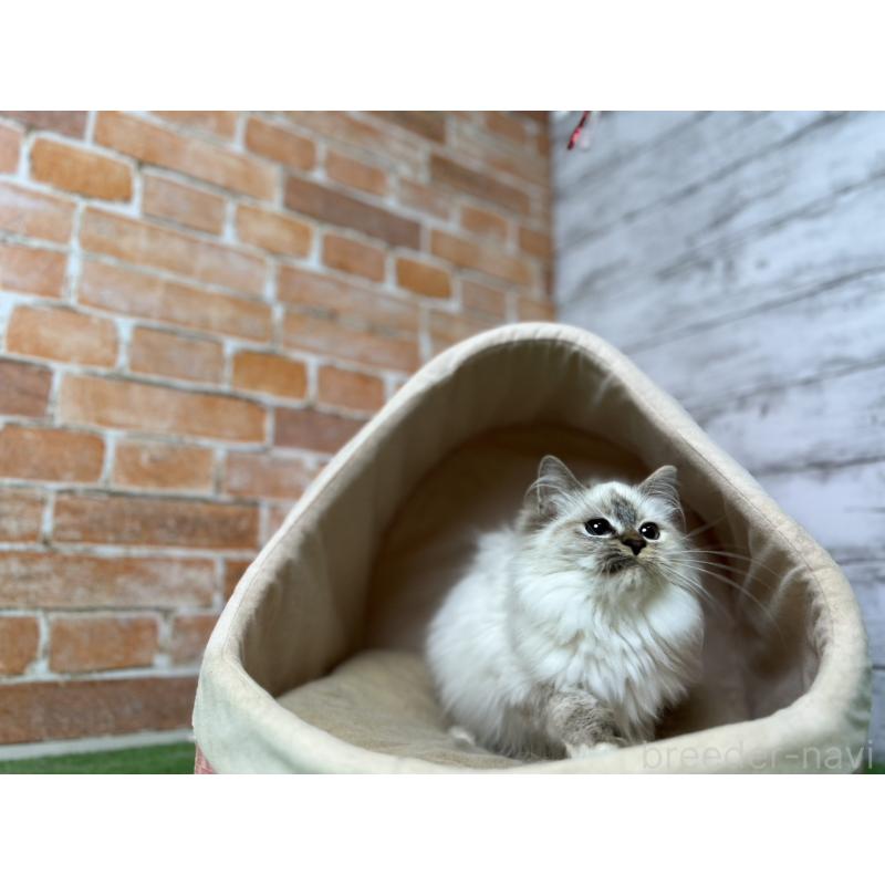 販売中の愛知県のサイベリアン-132643の12枚目