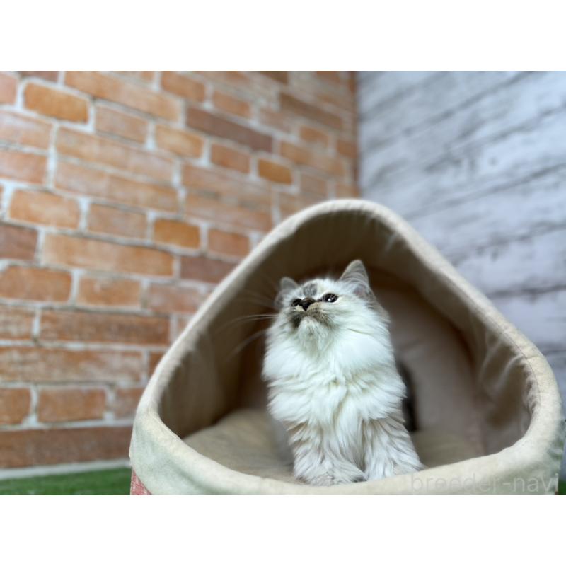 販売中の愛知県のサイベリアン-132643の11枚目