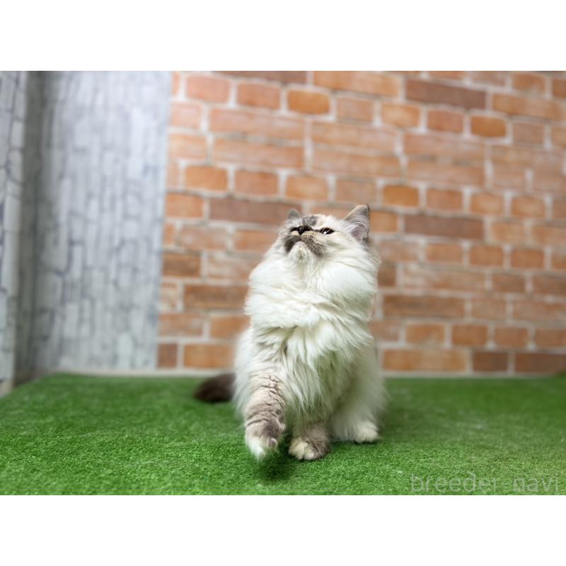 販売中の愛知県のサイベリアン-132643の10枚目