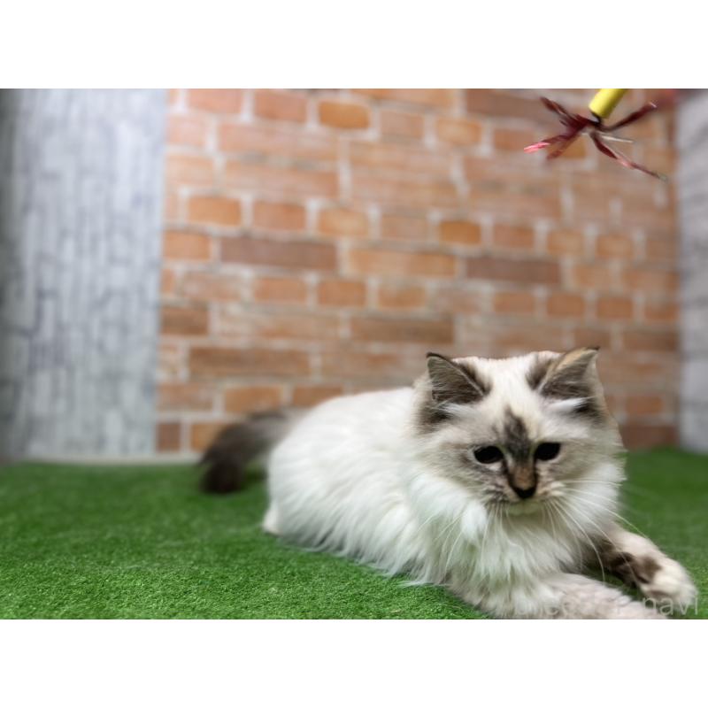 販売中の愛知県のサイベリアン-132643の9枚目