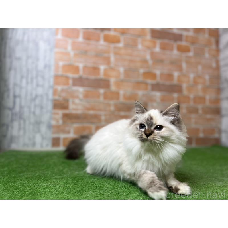 販売中の愛知県のサイベリアン-132643の8枚目