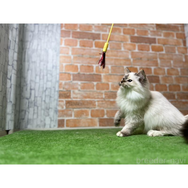 販売中の愛知県のサイベリアン-132643の7枚目