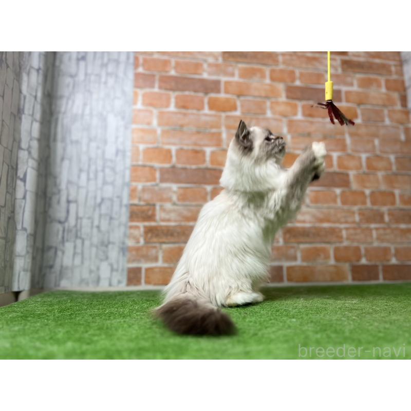 販売中の愛知県のサイベリアン-132643の6枚目