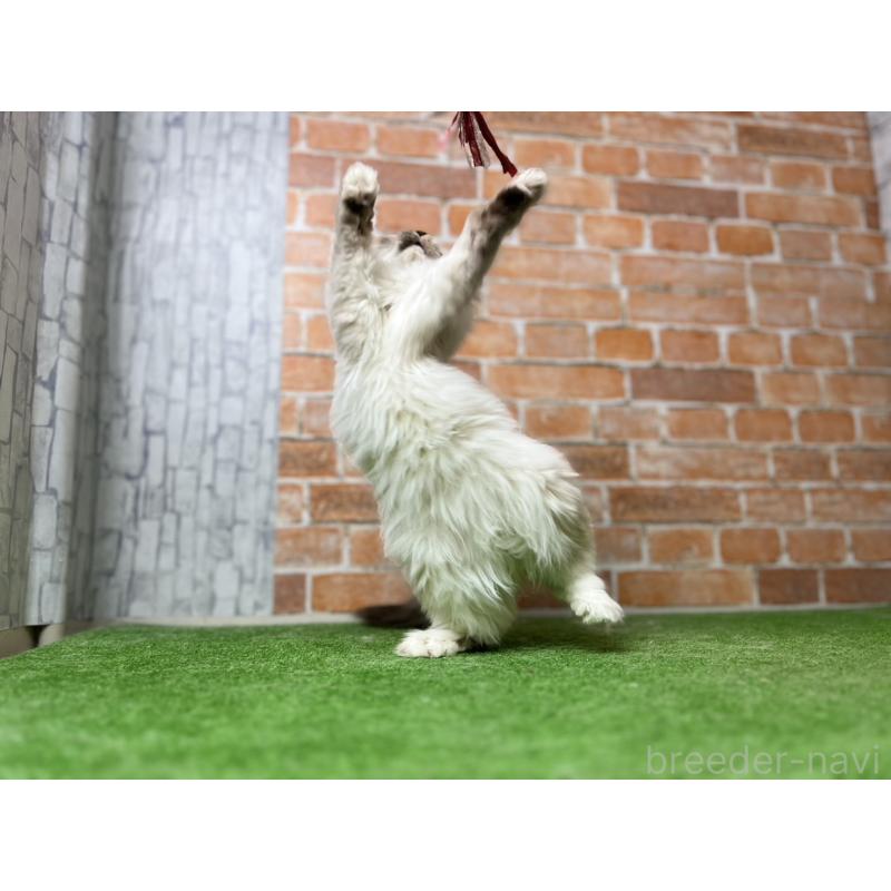 販売中の愛知県のサイベリアン-132643の5枚目