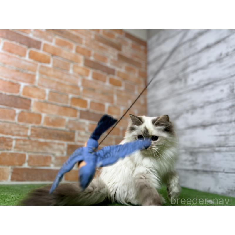 販売中の愛知県のサイベリアン-132643の4枚目