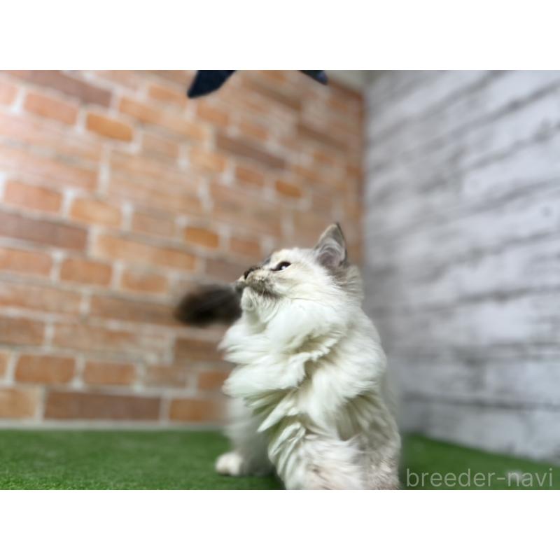 販売中の愛知県のサイベリアン-132643の3枚目