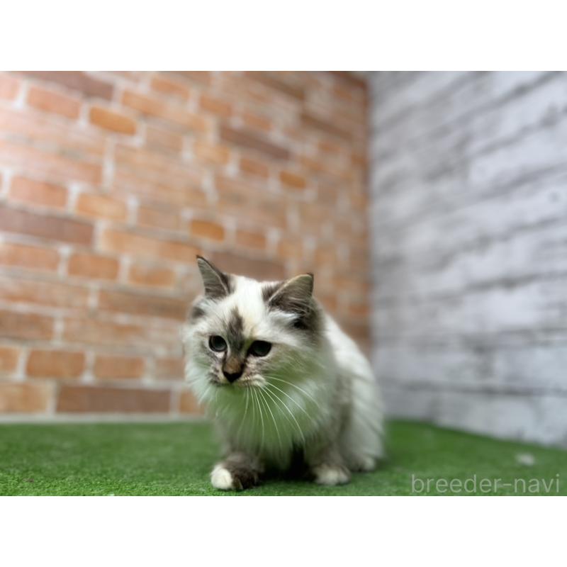 販売中の愛知県のサイベリアン-132643の2枚目