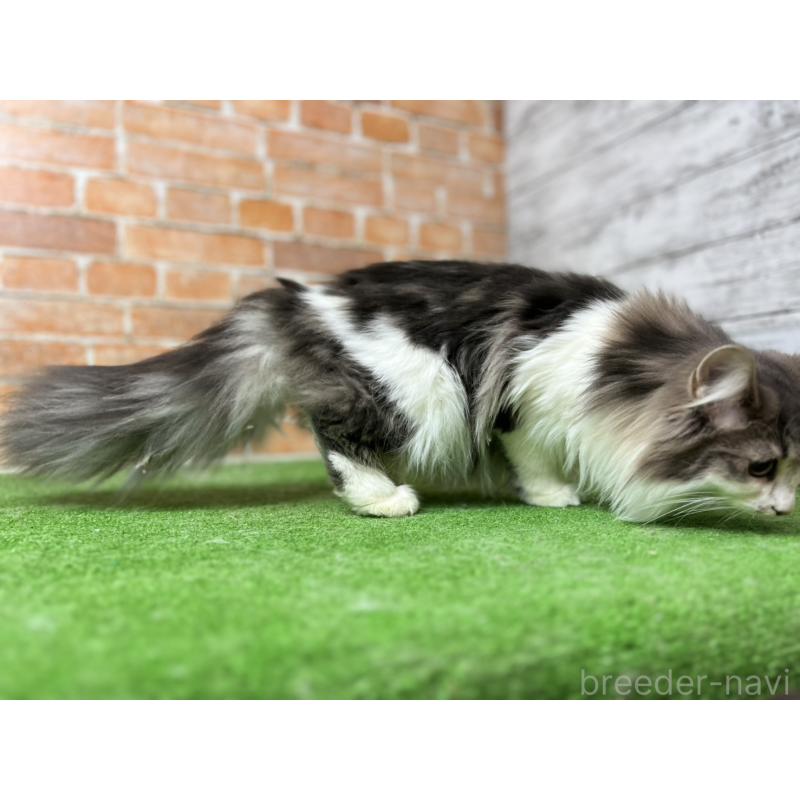 販売中の愛知県のノルウェージャンフォレストキャット-116482の39枚目