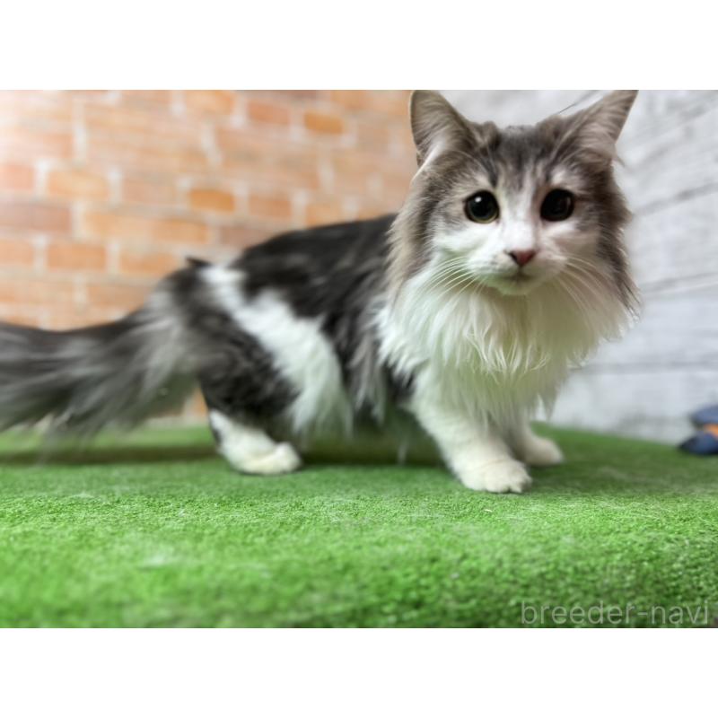 販売中の愛知県のノルウェージャンフォレストキャット-116482の38枚目