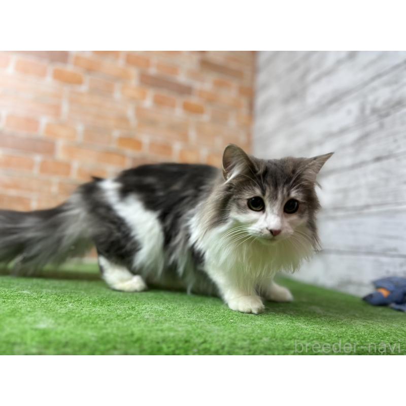 販売中の愛知県のノルウェージャンフォレストキャット-116482の37枚目