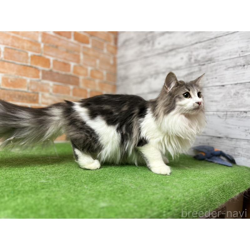 販売中の愛知県のノルウェージャンフォレストキャット-116482の36枚目