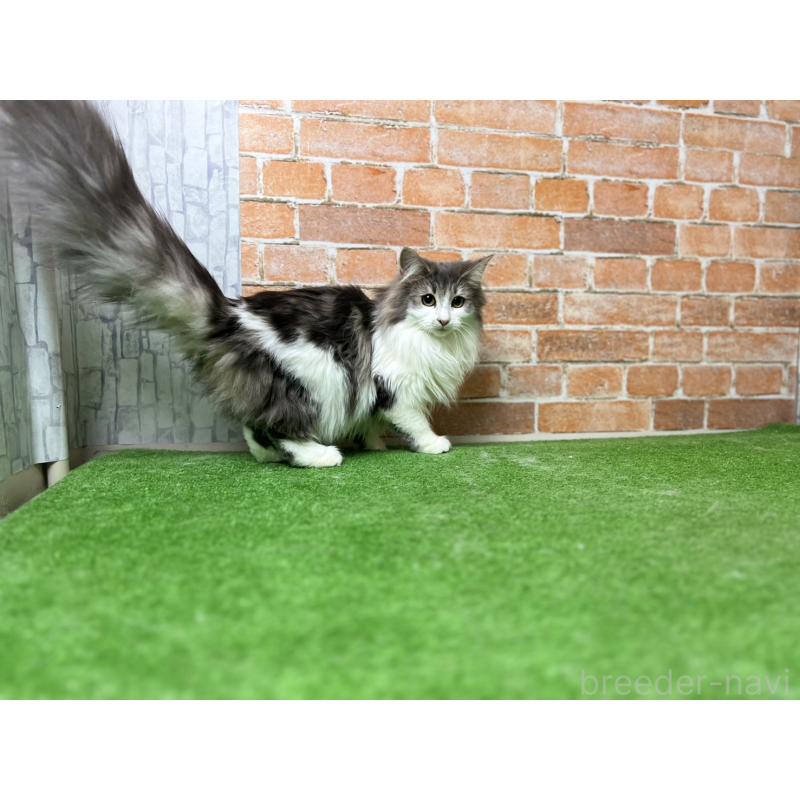 販売中の愛知県のノルウェージャンフォレストキャット-116482の34枚目