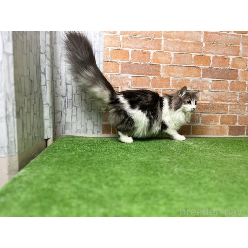 販売中の愛知県のノルウェージャンフォレストキャット-116482の33枚目