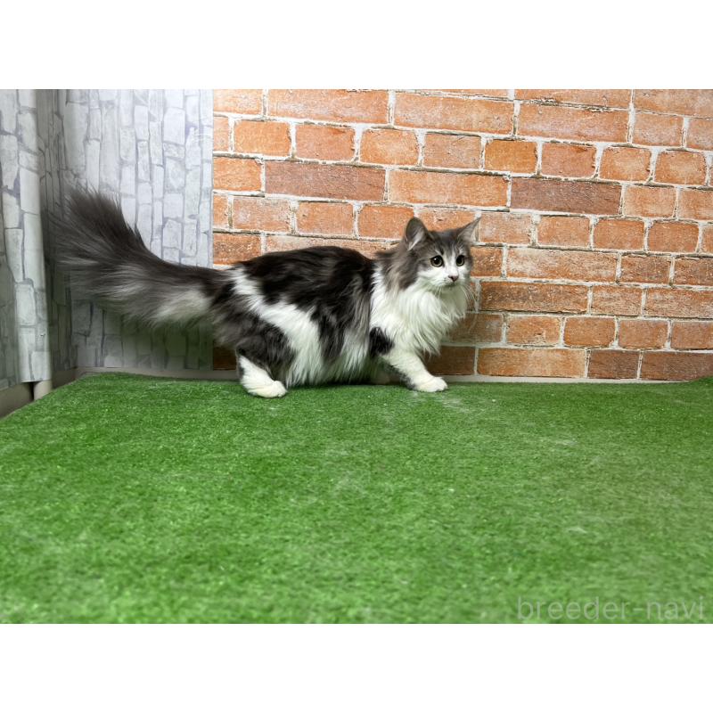 販売中の愛知県のノルウェージャンフォレストキャット-116482の32枚目