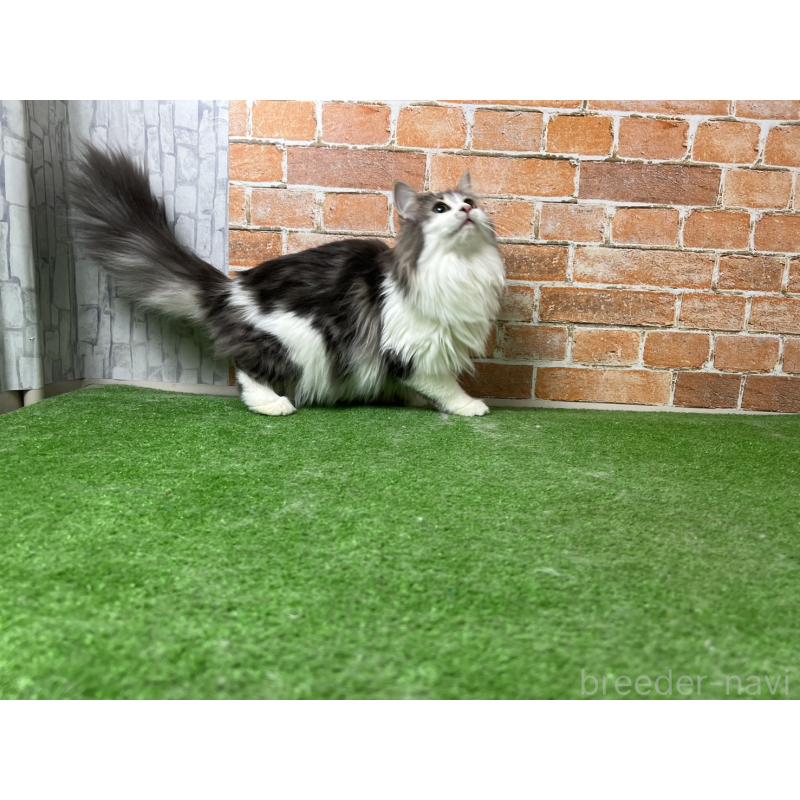 販売中の愛知県のノルウェージャンフォレストキャット-116482の31枚目