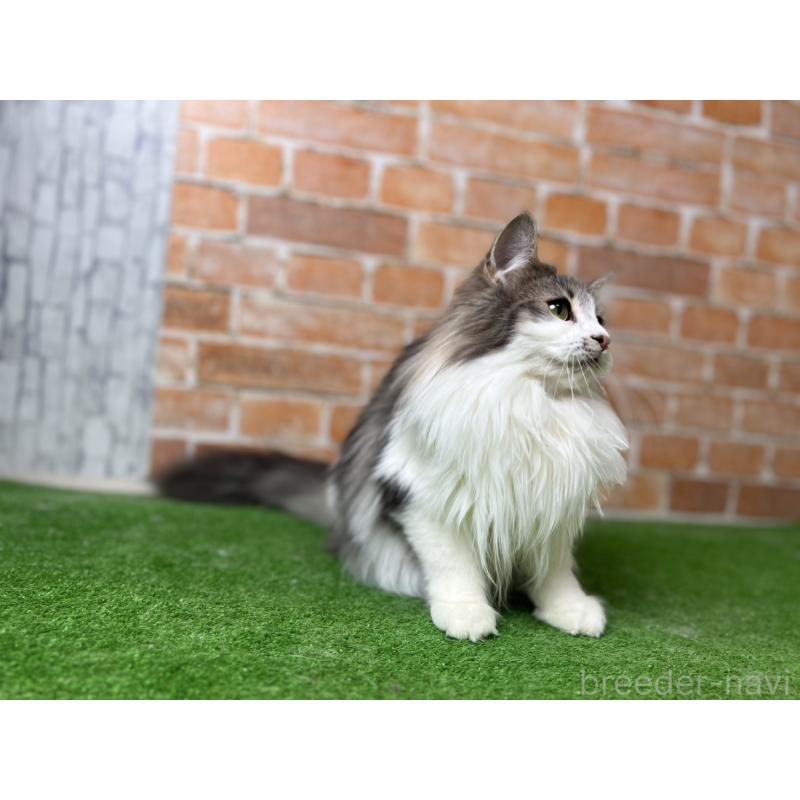 販売中の愛知県のノルウェージャンフォレストキャット-116482の30枚目