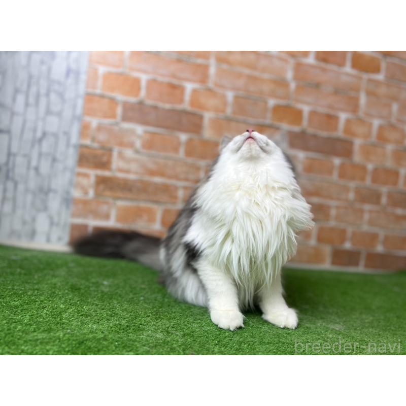 販売中の愛知県のノルウェージャンフォレストキャット-116482の29枚目