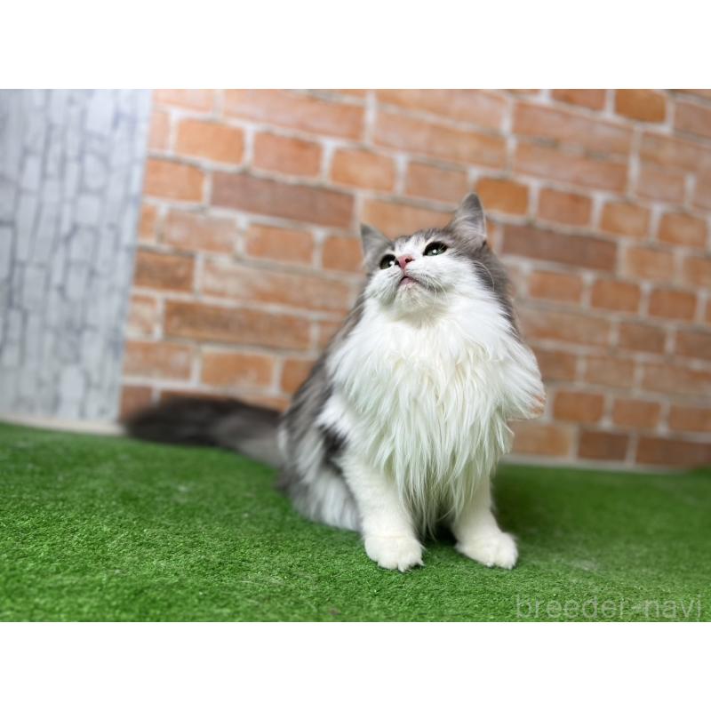 販売中の愛知県のノルウェージャンフォレストキャット-116482の28枚目