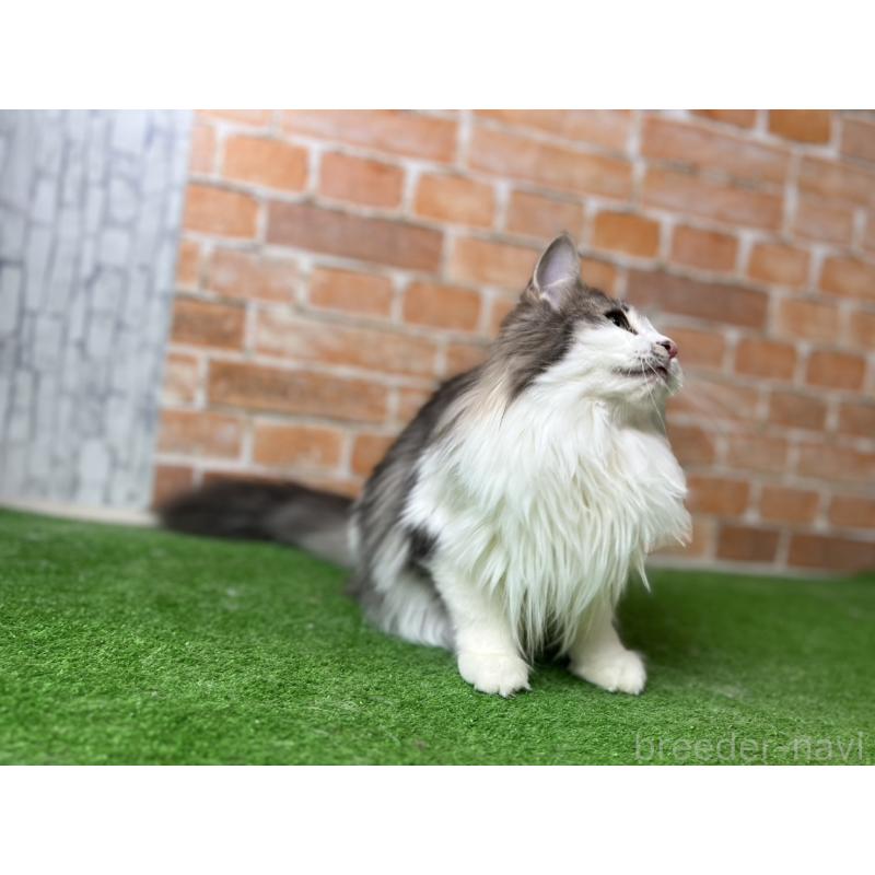 販売中の愛知県のノルウェージャンフォレストキャット-116482の27枚目