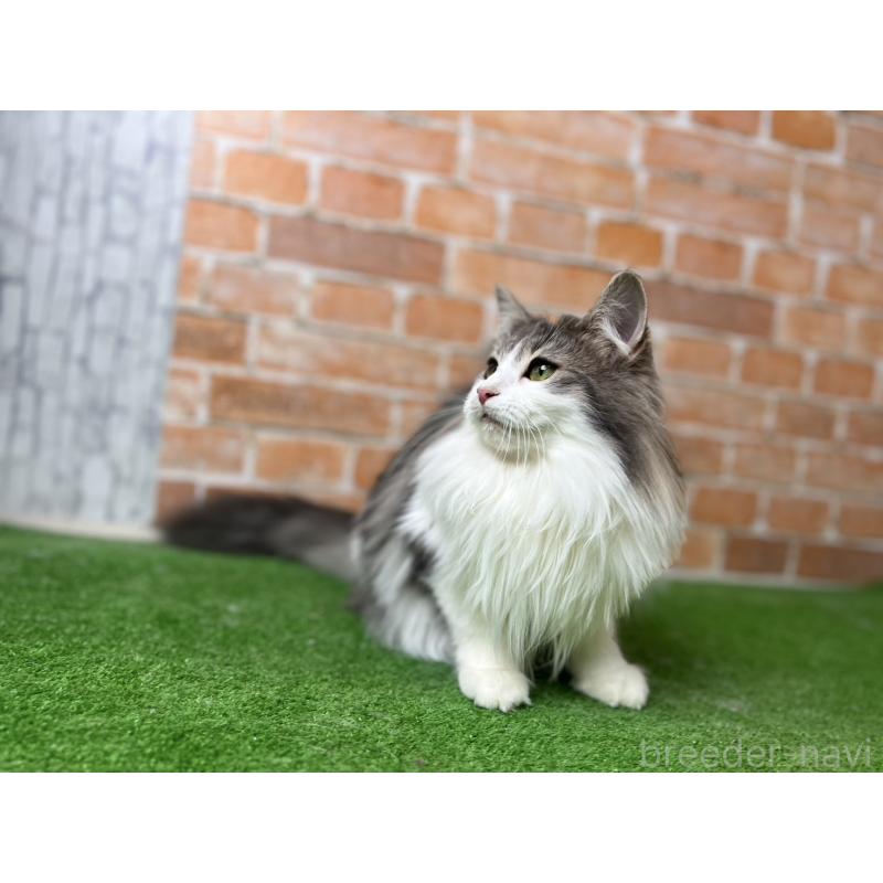 販売中の愛知県のノルウェージャンフォレストキャット-116482の26枚目
