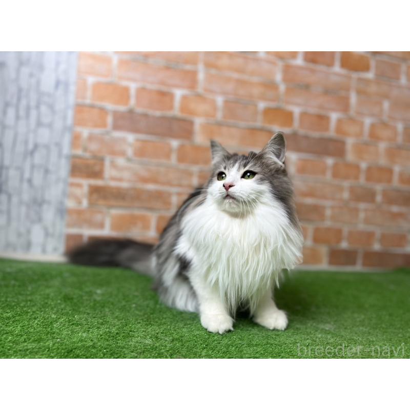 販売中の愛知県のノルウェージャンフォレストキャット-116482の25枚目