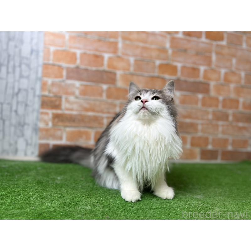 販売中の愛知県のノルウェージャンフォレストキャット-116482の24枚目