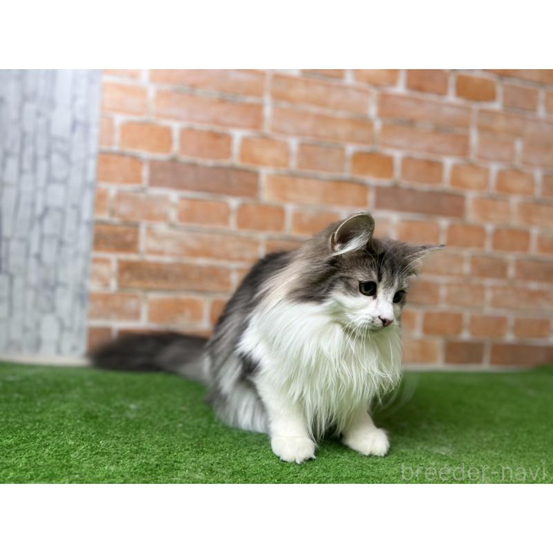 販売中の愛知県のノルウェージャンフォレストキャット-116482の22枚目