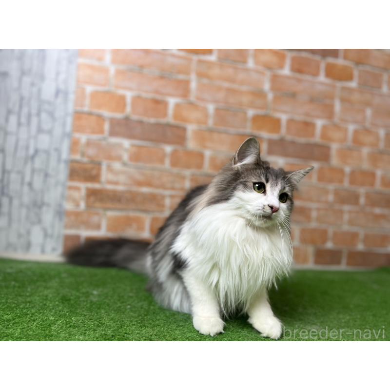 販売中の愛知県のノルウェージャンフォレストキャット-116482の21枚目